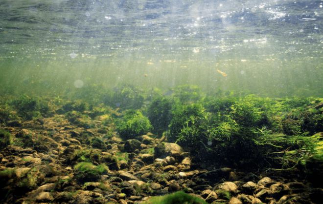 PG游戏 PG电子 APP神奇的麦其里湖水域分为五层每层水质不同海洋生物也不相同(图5)