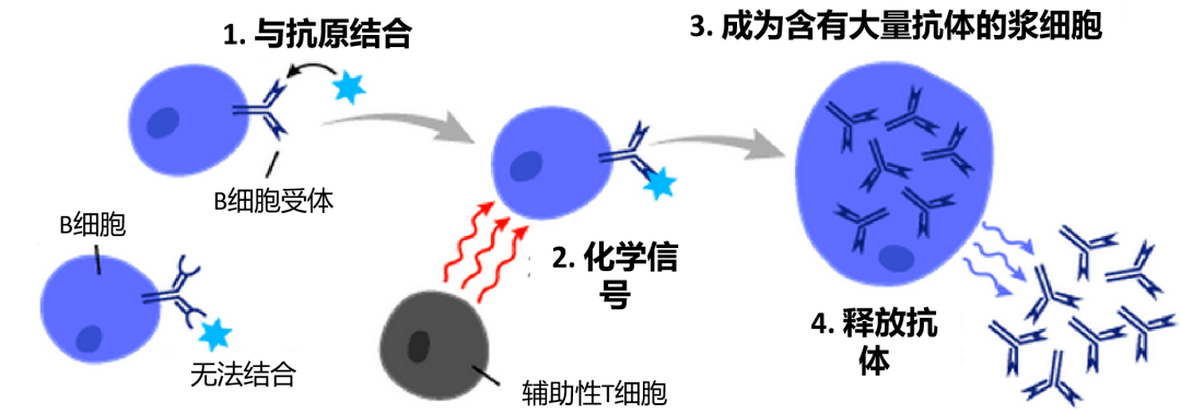 我吃花生过敏PG电子竟然是因为皮肤不好？(图2)